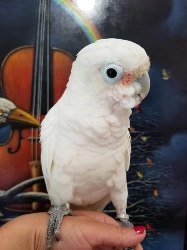 BUY GOFFIN COCKATOO FOR SALE - Image 4