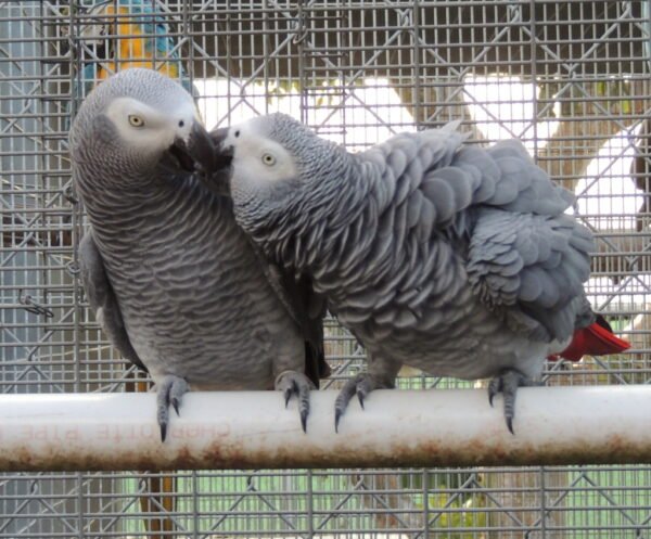Buy Timneh African Grey Parrots For Sale - Image 3
