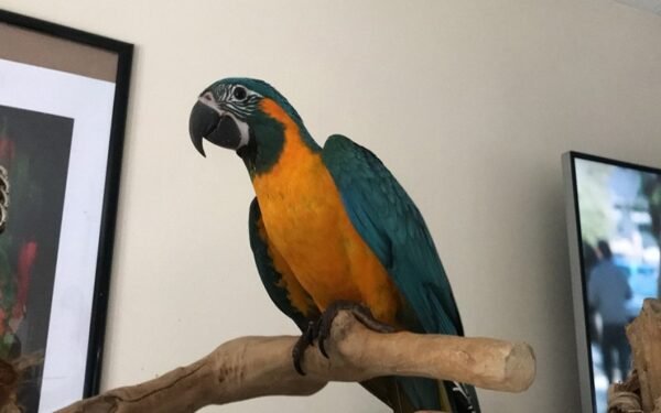 BUY BLUE THROATED MACAW FOR SALE