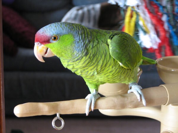Lilac-Crowned Amazon For Sale
