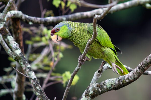 Lilac-Crowned Amazon For Sale - Image 2