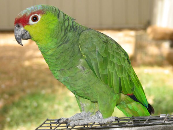 Lilac-Crowned Amazon For Sale - Image 3