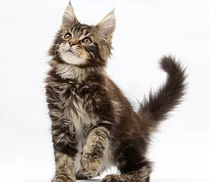 Maine Coon