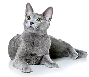 Russian Blue