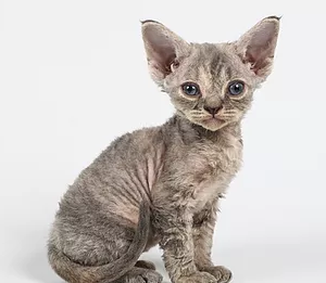 Devon Rex & Cornish Rex