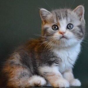 Iriska Scottish straight female kitten