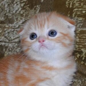 Diana Scottish fold female kitten
