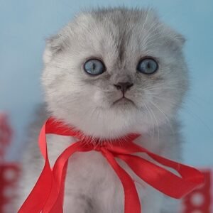 Quentin Scottish fold male kitten