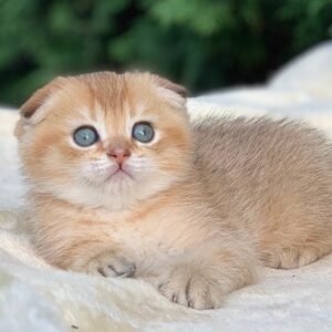 Andy Scottish fold male kitten