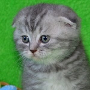 Miledy Scottish fold female kitten