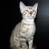 Oskar purebred Bengal male kitten