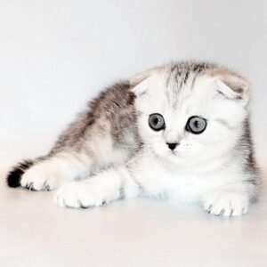 Marta Scottish fold female kitten