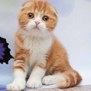 Timon Scottish fold male kitten