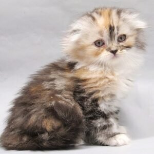 Queen Victoria Scottish fold female kitten