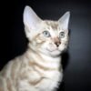 Oskar purebred Bengal male kitten - Image 2