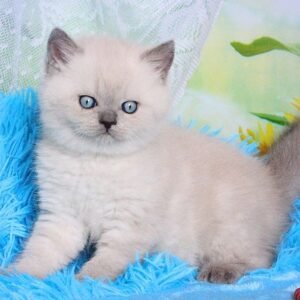Regina Scottish straight female kitten