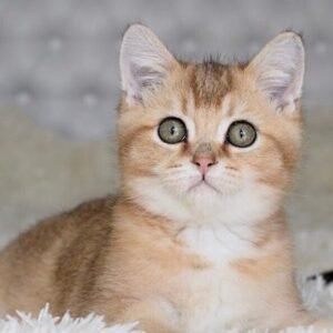 Dino Scottish straight male kitten