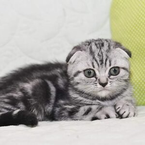 Kipling Scottish fold male kitten
