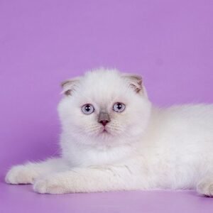 Positive Scottish fold male kitten