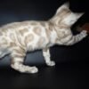 Oskar purebred Bengal male kitten - Image 3