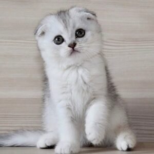 Judi Scottish fold female kitten