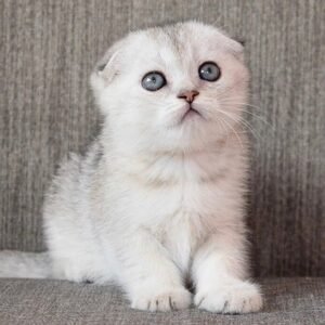 Johnny Scottish fold male kitten