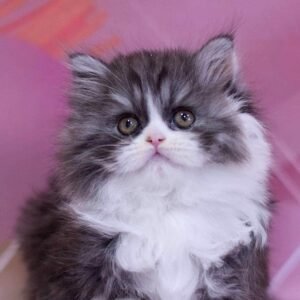 Liliana Scottish straight longhair female kitten