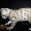 Oskar purebred Bengal male kitten - Image 4