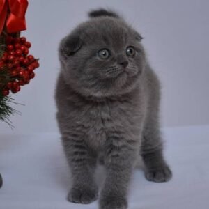 Branda Scottish fold female kitten