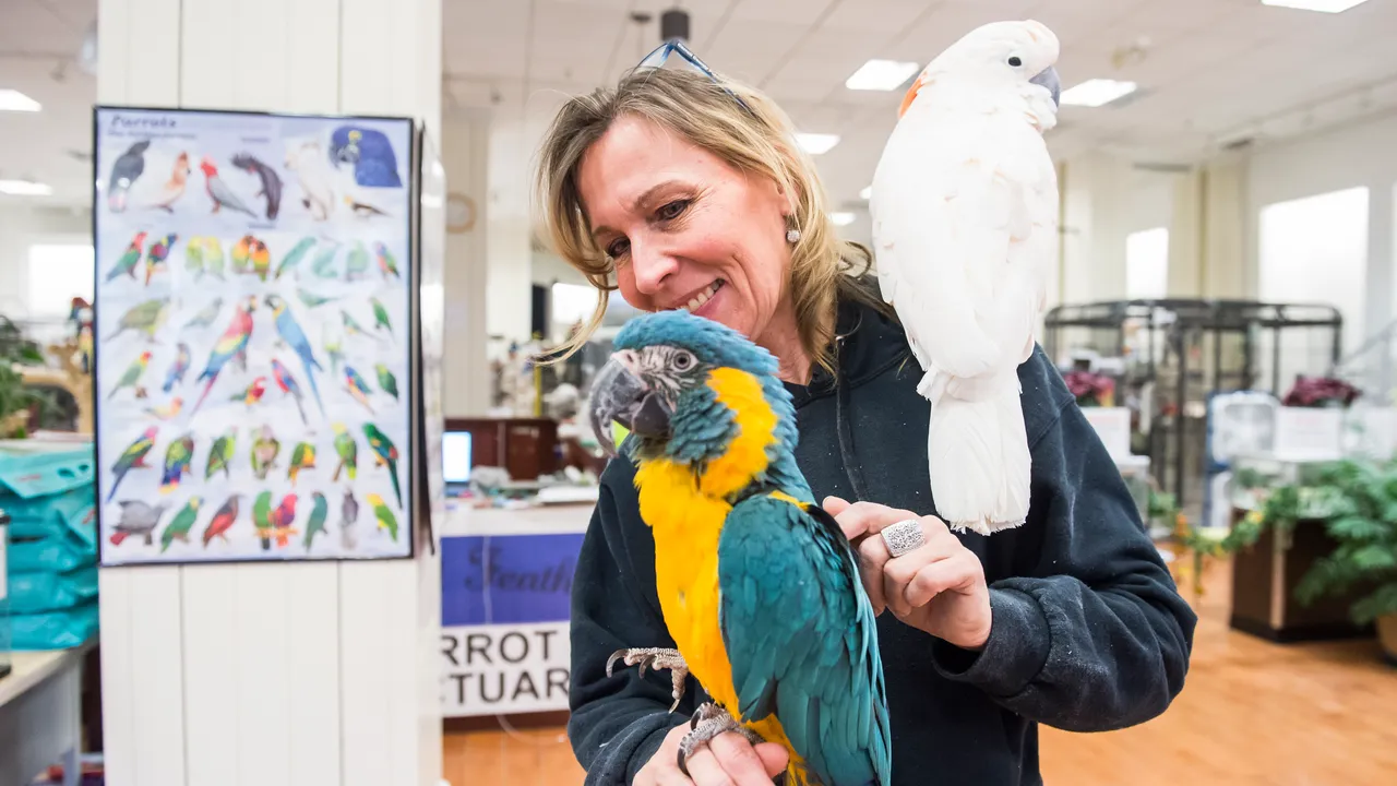 Buy Exotic Birds For Sale