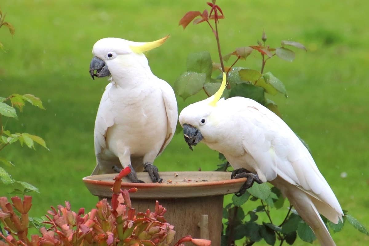 Buy Cockatoo For Sale