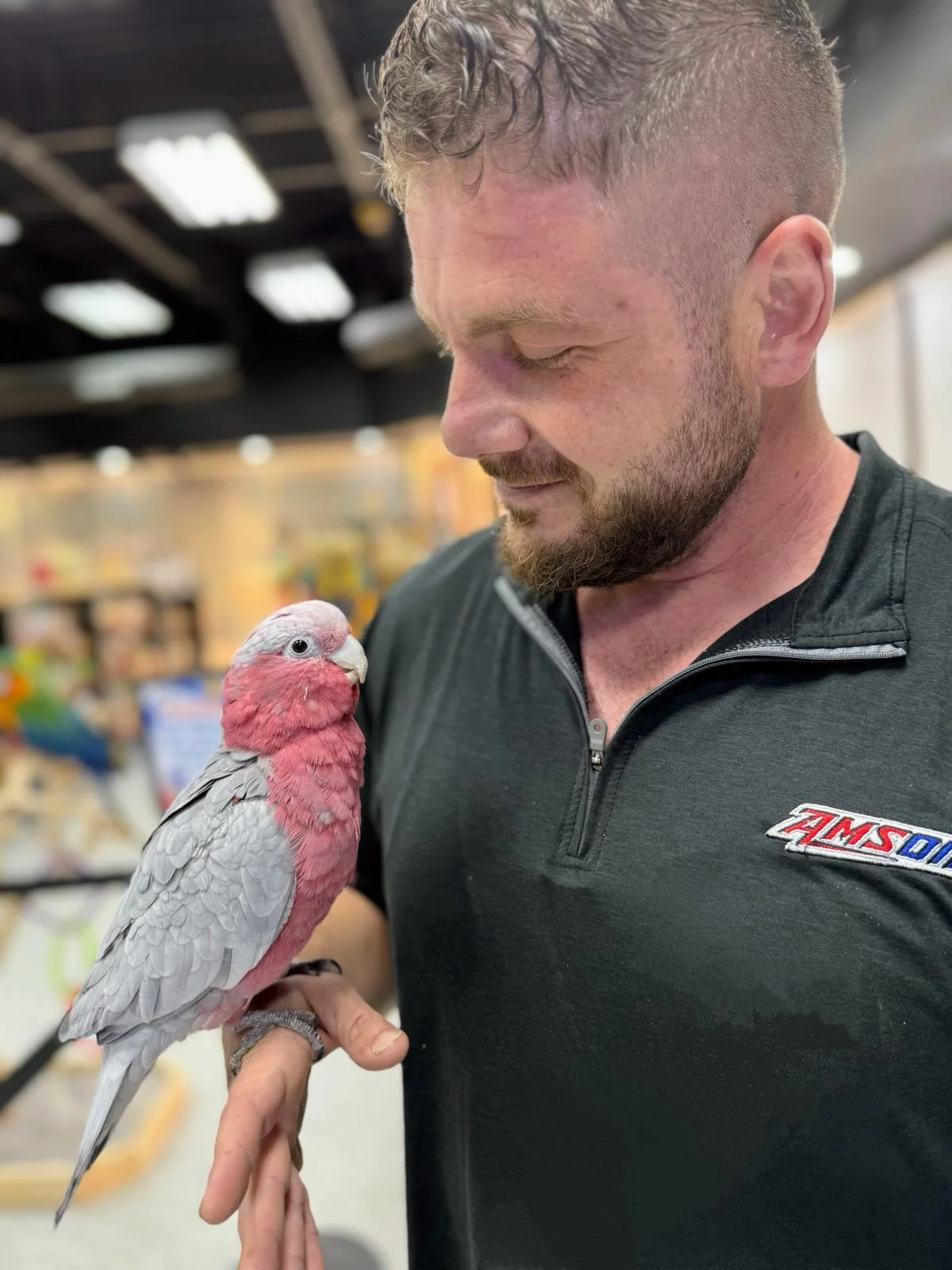 Buy Exotic Birds For Sale
